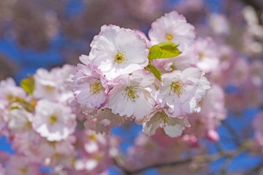 Sakura şube mavi gökyüzü.