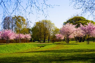 Sakura şube mavi gökyüzü.