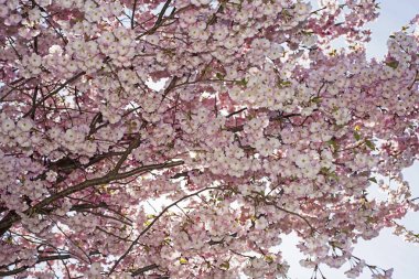 Sakura şube mavi gökyüzü.