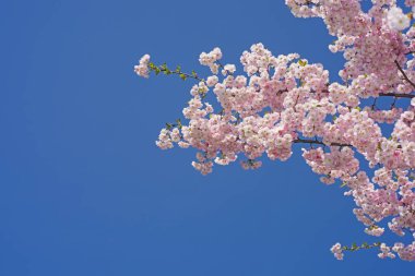 Sakura şube mavi gökyüzü.