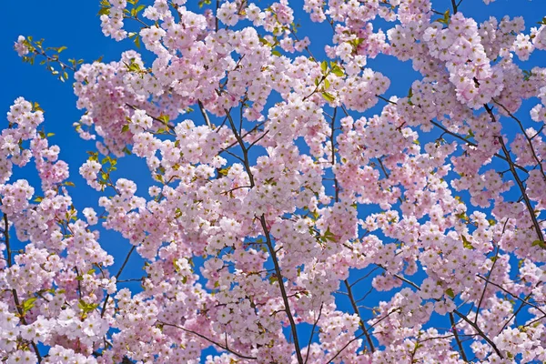 Sakura větev proti modré obloze. — Stock fotografie
