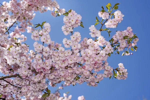 Sakura gren mot den blå himlen. — Stockfoto