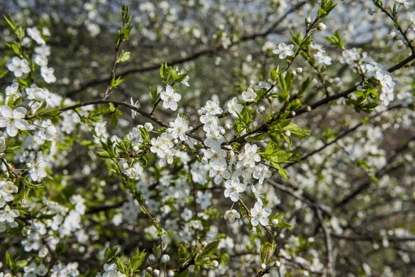 Bloemen van de boom appel bloesem op een lentedag — Stockfoto