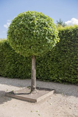 gün güneşli yaz yeşil park.