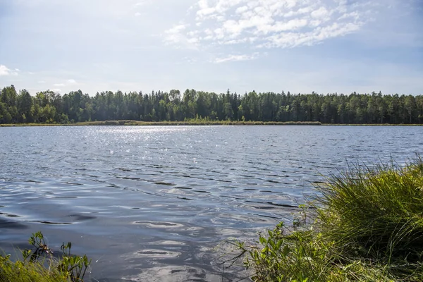 Blått vatten i en skogssjö med tallar — Stockfoto