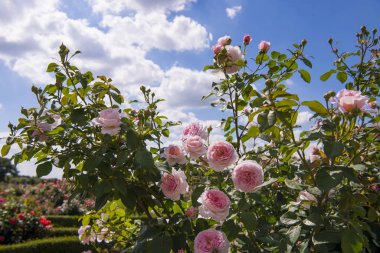 Güneşli yaz gününde gül bahçesi.