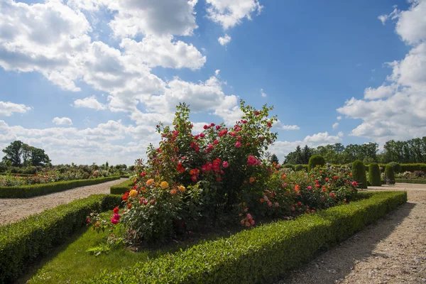 Jardín de rosas en soleado día de verano . — Foto de Stock