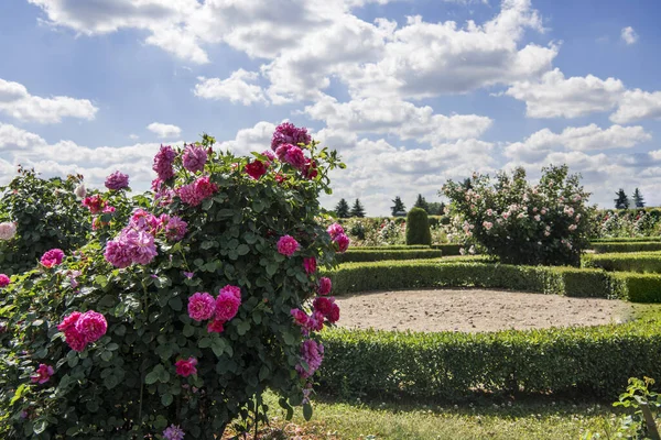 Jardín de rosas en soleado día de verano . — Foto de Stock