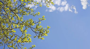 Mavi güneşli gökyüzünün altında yeşil yapraklar dallanır