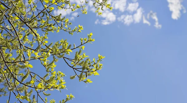 Mavi güneşli gökyüzünün altında yeşil yapraklar dallanır