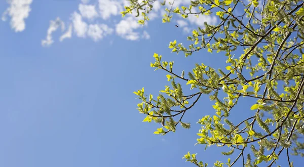 Frunzele verzi ramură sub cerul albastru însorit — Fotografie de stoc gratuită