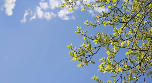 Rama de hojas verdes bajo el cielo azul soleado — Foto de stock gratuita