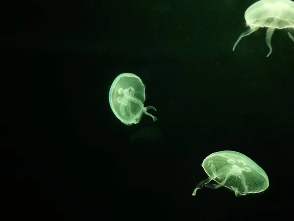 White Jellyfish Dansing Dark Green Ocean Water — Stock Photo, Image