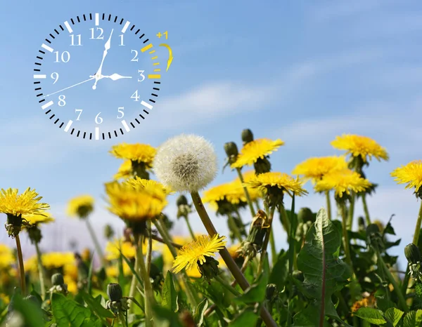 Verano Horario Verano Dst Cielo Azul Con Dientes León Amarillos —  Fotos de Stock