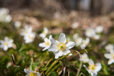 Ahşap şakayıklar. Bahar tarlasında küçük beyaz çiçekler.