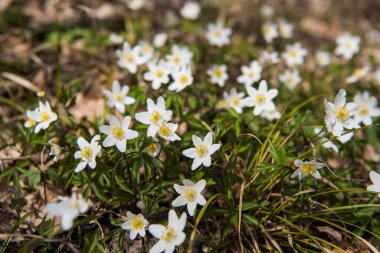 Ahşap şakayıklar. Bahar tarlasında küçük beyaz çiçekler.