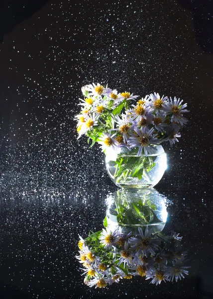 Su dairesel bir sprey ile cam bir vazo mor asters. 