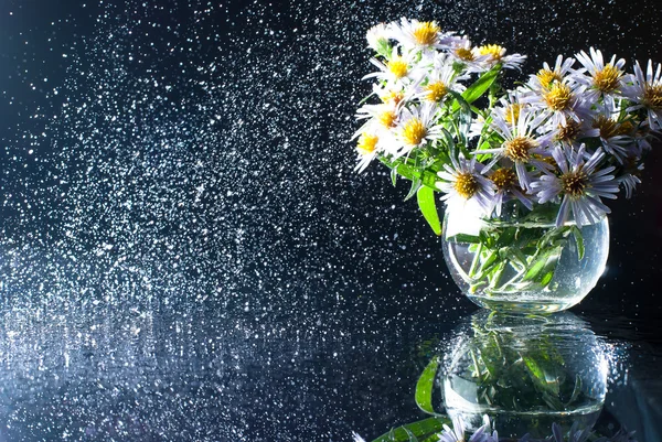 Su dairesel bir sprey ile cam bir vazo mor asters. 