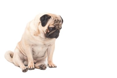 Beyaz bir arka plan üzgün pug köpek izole.