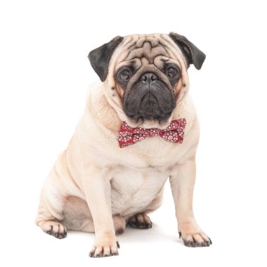 Beyaz arka plan üzerinde izole kelebek kırmızı giyen üzerine oturan pug köpek desenli. 