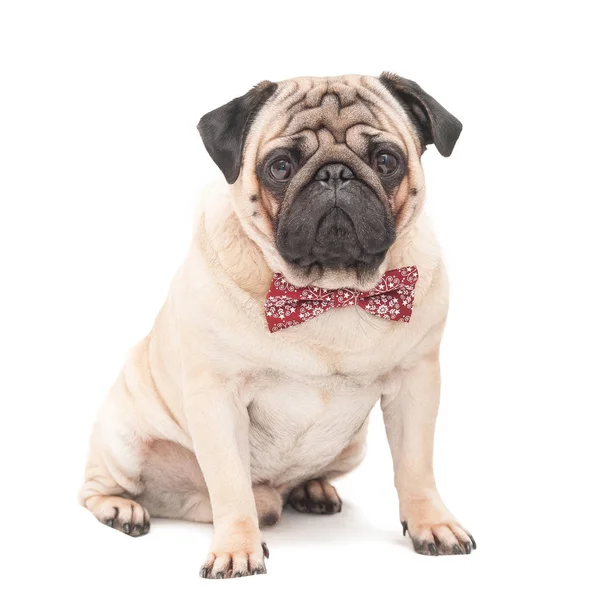 Beyaz arka plan üzerinde izole kelebek kırmızı giyen üzerine oturan pug köpek desenli. 