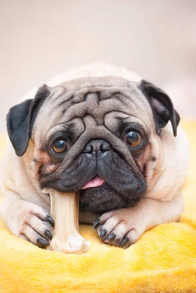 Portre portre en sevdiği çiğnemek bir boksör köpek tedavisinde kemik. 