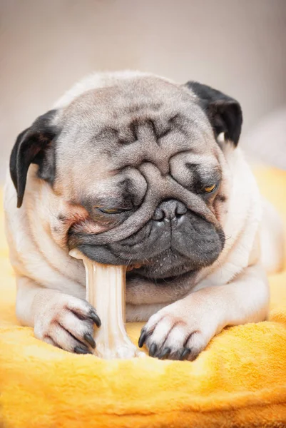 Closeup portrait a pug dog who chews his favorite treat bone. — Stock Photo, Image