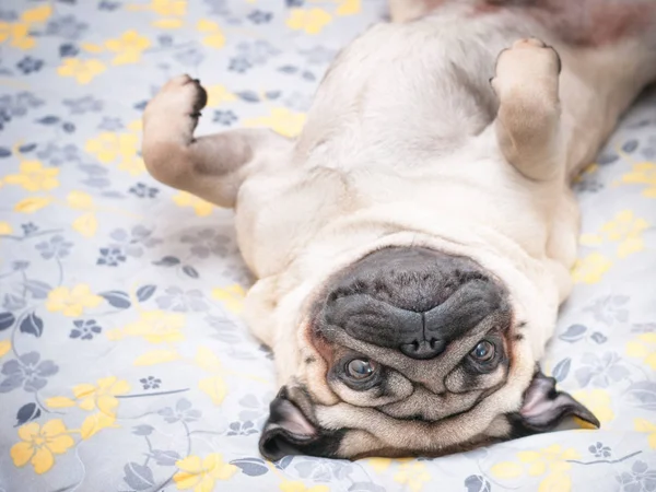 Pastel çiçek arka plan battaniye sırtında pug köpek yatıyor. 