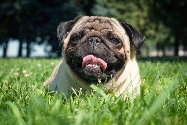 Pug köpek güneş ışığında banyo çim bir güzel yaz parkta yatıyor. 