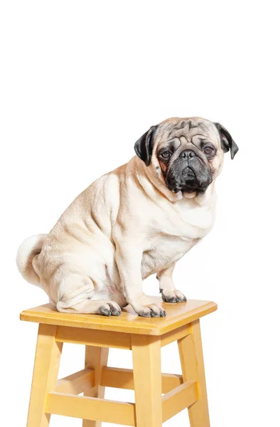 Beyaz bir arka plan üzerinde izole bir tahta sandalyede oturan üzgün pug köpek.