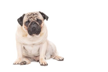 Beyaz bir arka plan üzgün pug köpek izole.