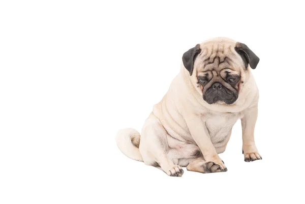 Beyaz bir arka plan üzgün pug köpek izole.