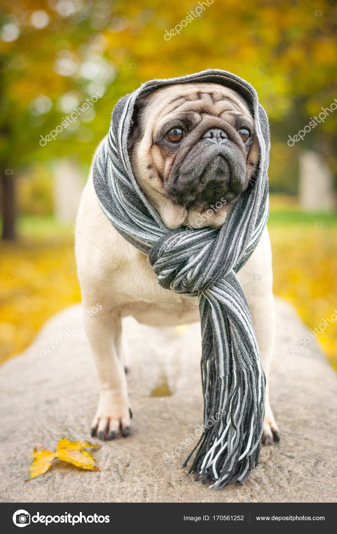 Pug scarf hotsell