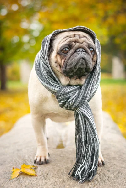 Bir taş kentin sonbahar Park bir arka plan üzerinde çizgili bir sıcak Fularlı hüzünlü romantik pug köpek.