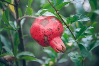 Ağaç üzerinde asılı nar