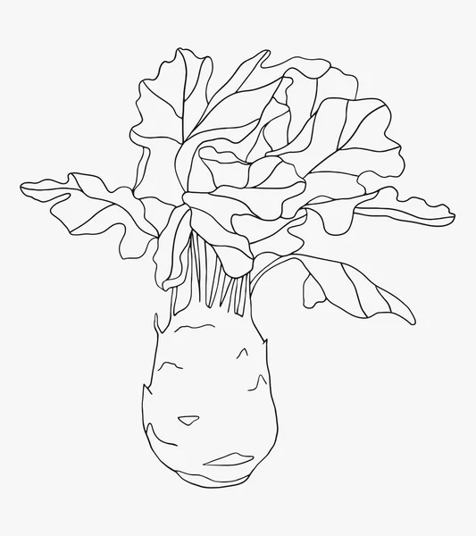 Handgezeichnete Kohlrabi-Illustration — Stockvektor