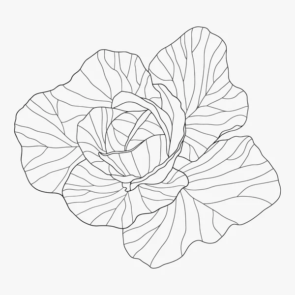 Ручной рисунок капусты — стоковый вектор