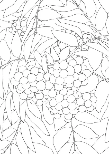 Hand drawn rowan branch line art. Floral coloring page