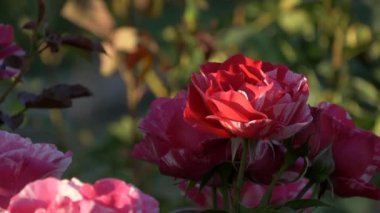Kırmızı beyaz pembe Gül çiçek