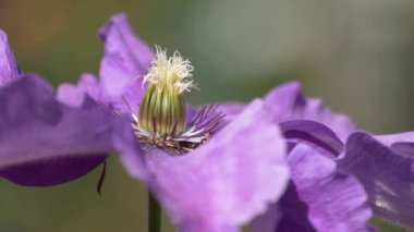 Lila eski çiçek stamens ile.