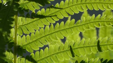 Spor tesisi ile güçlü disseke yaprakları eğreltiotu