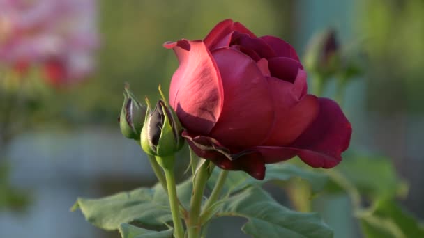 Brote de flor de rosa roja y verde de cerca — Vídeo de stock