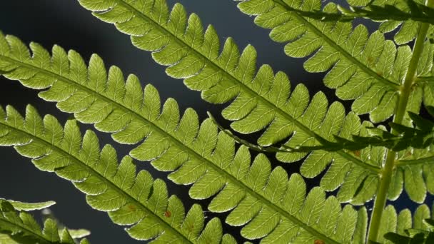 大規模な強く切り裂かれた葉シダの胞子植物 — ストック動画