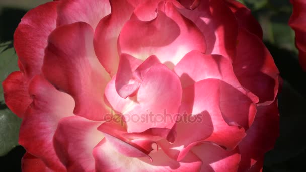 Magenta rojo borgoña cremosa rosa flor brote de cerca — Vídeos de Stock