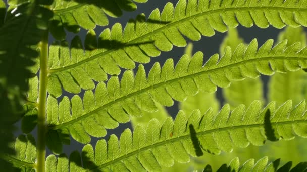 Spore φυτό με έντονα αποσυντίθενται φύλλα φτέρης — Αρχείο Βίντεο