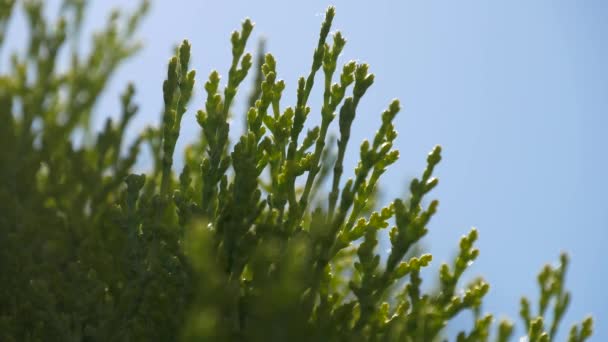 Nadelgehölze immergrüne Tuya kleine Blätter aus nächster Nähe — Stockvideo