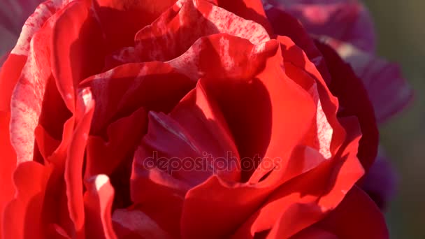 Червона біло-рожева квітка троянди крупним планом — стокове відео