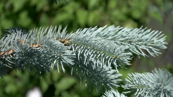 Árvore de Natal azul no início do verão — Vídeo de Stock