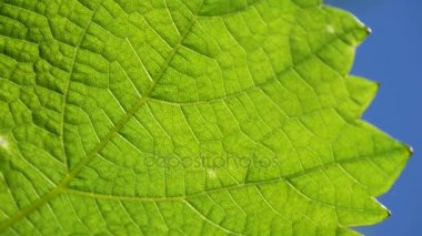 Üzüm bırak güneş tarafından aydınlatılmış