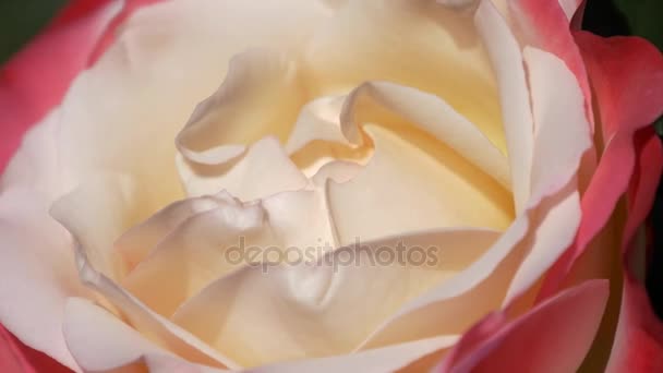Червоно-рожева біла пурпурна троянда квітковий бутон крупним планом — стокове відео